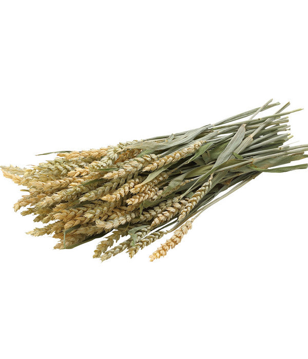  Dehner Best Nature Weizen, 75 G