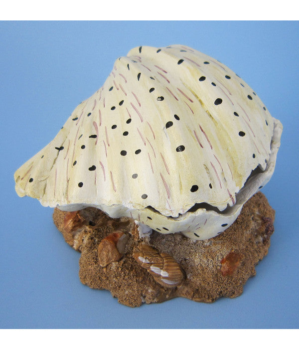  Orbit Muschel, Aquariumdeko