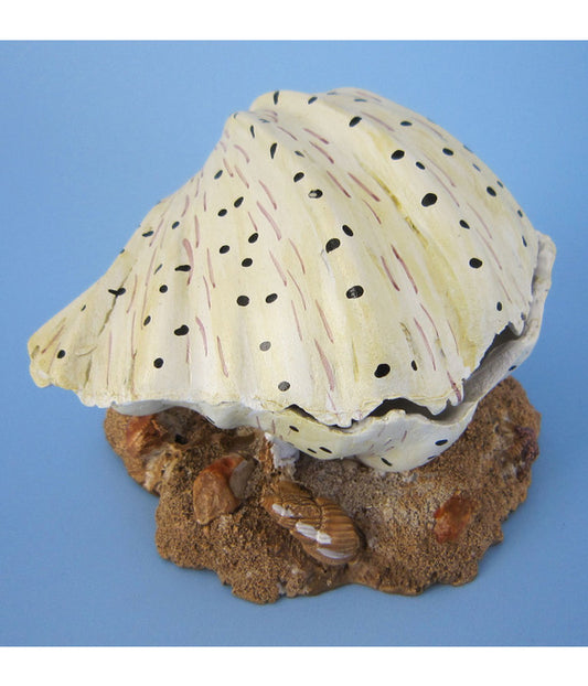  Orbit Muschel, Aquariumdeko