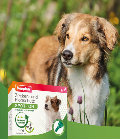  Beaphar Spot On Für Kleine Hunde, 3x1 Ml