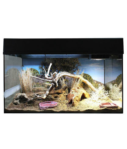  Lucky Reptile Starter Kit Komplettset Bartagame, Ca. B80/H52/T40 Cm