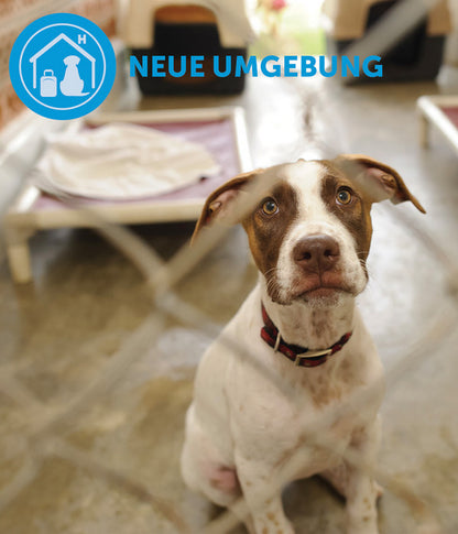  ADAPTIL® Calm Halsband Für Hunde
