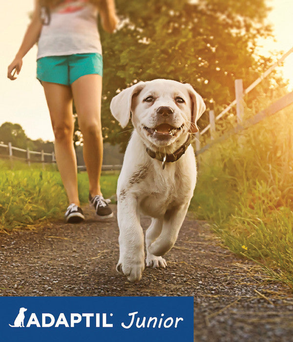  ADAPTIL® Junior Halsband Für Welpen