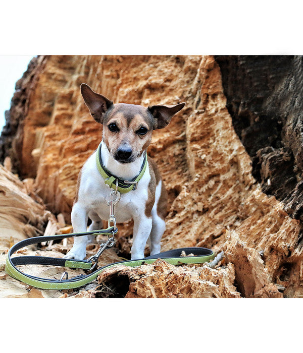  Das Lederband Hundehalsband Style Amsterdam Lime/Lava
