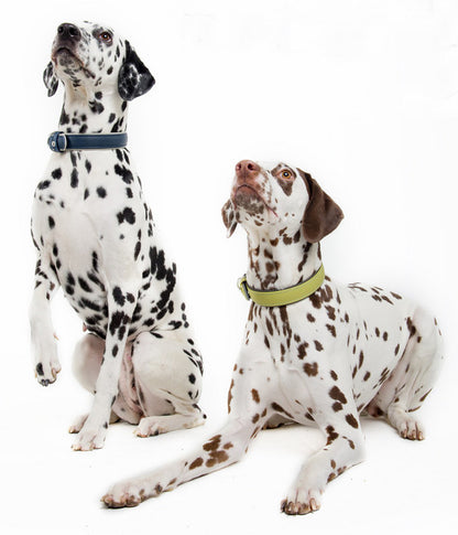  Das Lederband Hundehalsband Style Amsterdam Lime/Lava