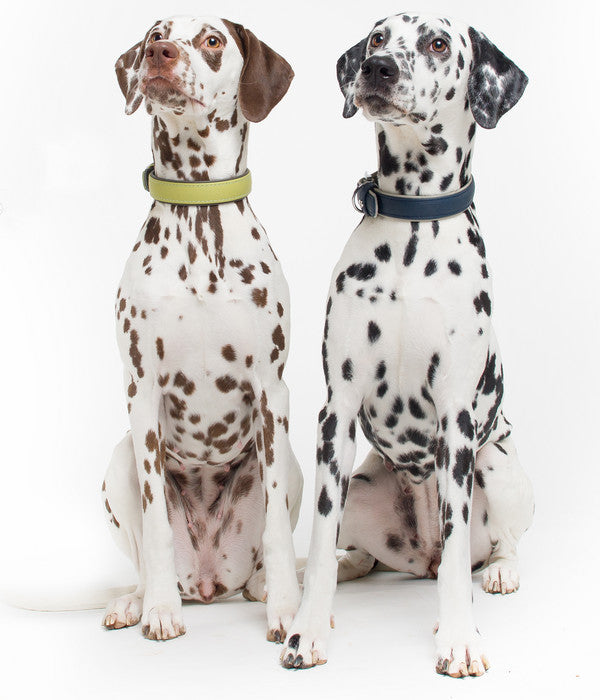  Das Lederband Hundehalsband Style Amsterdam Lime/Lava