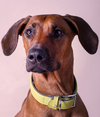  Das Lederband Hundehalsband Style Amsterdam Lime/Lava